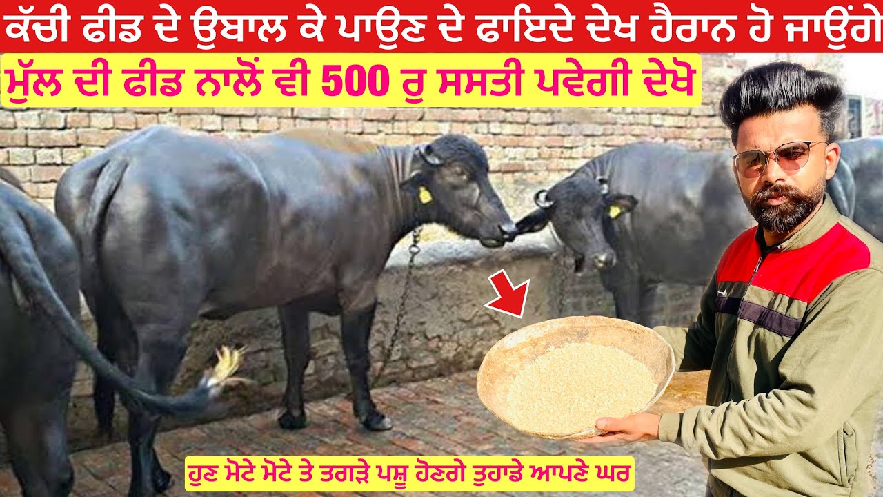 Pashu ko feed kaise khilaye | ਕੱਚੀ ਫੀਡ ਦੇ ਉਬਾਲ ਕੇ ਪਾਉਣ ਦੇ ਫਾਇਦੇ ਦੇਖ ਹੈਰਾਨ ਹੋ ਜਾਉਂਗੇ