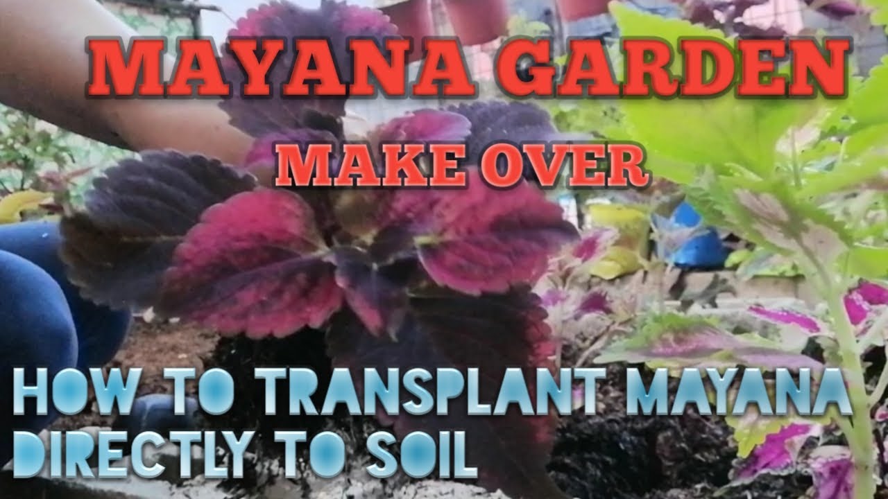 Simple Mayana Garden Makeover/How to Plant Coleus Directly to Soil