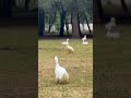 #sanluispotosi #patos #duck #naturalezaextrema #viral