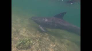 Swimming with 2 Dolphins on the Hernando Beach Flats!!!