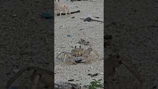 What Do Ghost Crabs Eat? Diani Beach Night Hunt Revealed!