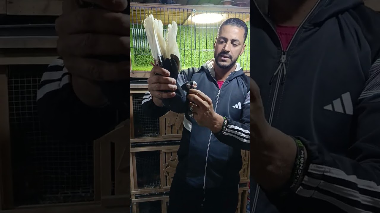 اهداء للراغبين الاسكندريه 01223107799/01010470818