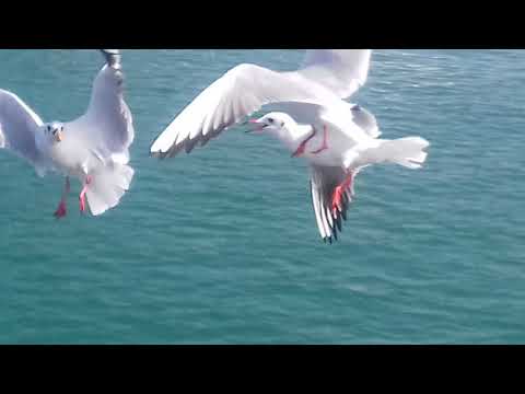 Dubai Creek Vlog