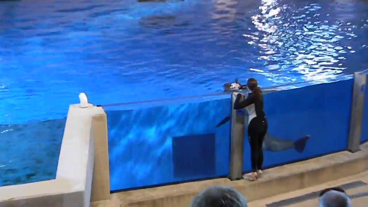 Minnesota Zoo Dolphin Farewell Last Day Part 2 - YouTube