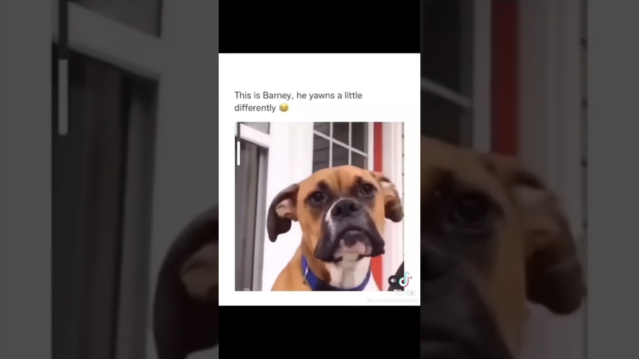 Barney’s different