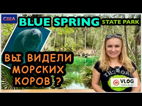 Выполняем обещание зрителям/ Морские коровы. Кто это?/ Парк Blue Spring/ Manatee/ США/ Флорида