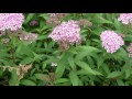 【樹木図鑑】シモツケの花（清水公園　Ｈ28.5.26）