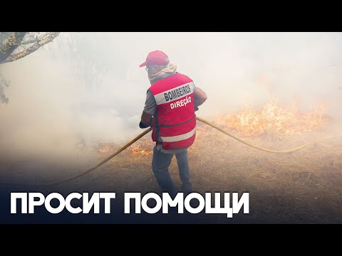 Португалия обратилась к ЕС в связи с лесными пожарами