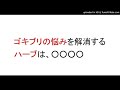 ゴキブリ駆除・対策にはクローブ。オレンジポマンダーでアロマ認知症予防も