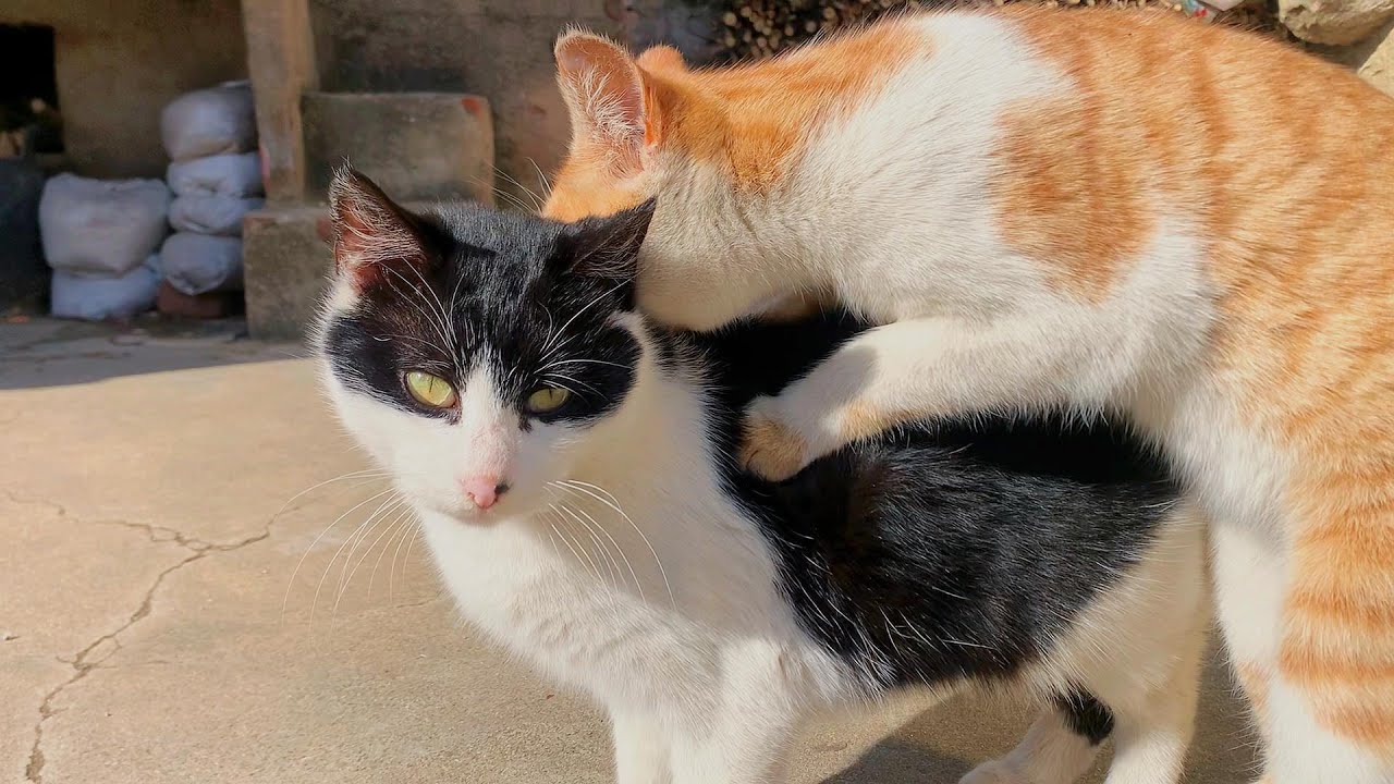 猫咪发情有多尴尬:啥也不会,竟然找一只公猫练手,笑喷了! - YouTube