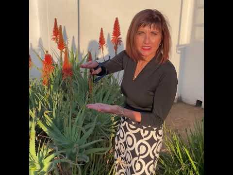 Video: Aloe Vera-plantvoortplanting: hoe om 'n aalwynplant van steggies of kleintjies te begin