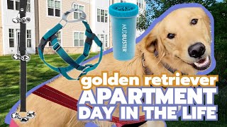 DAY IN THE LIFE // APARTMENT // GOLDEN RETRIEVER // LARGE BREED DOG DAILY ROUTINE // VLOG Can Golden Retrievers Live In An Apartment