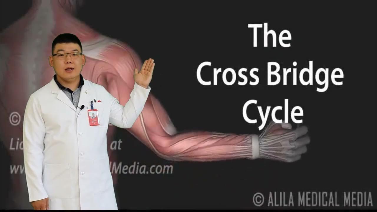 Булчингийн эдийн гистологи бүтэц - YouTube