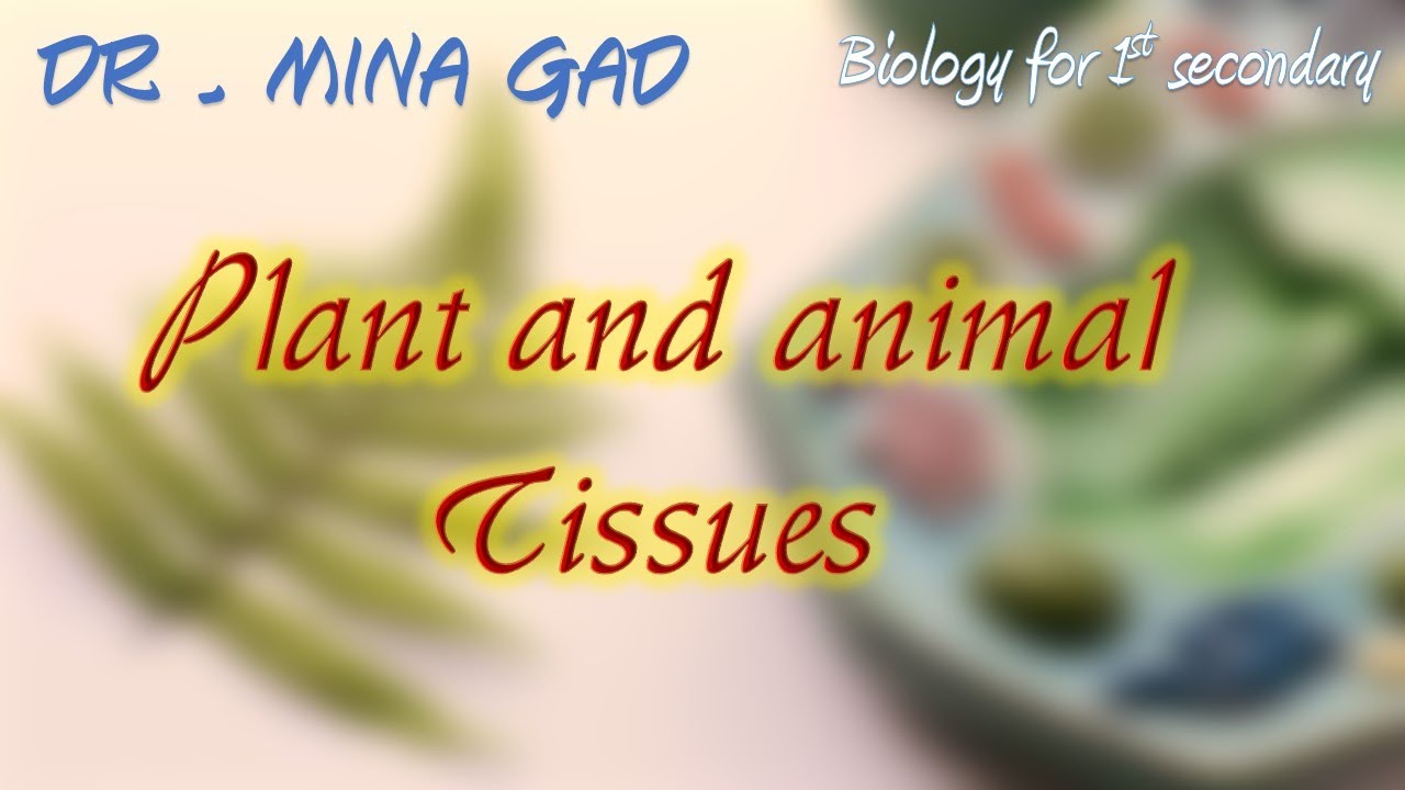 Plant and animal Tissues - Biology for 1st secondary
