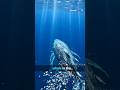 This Animal's Heart is Bigger Than Your CAR! 🐋🚗 #shorts #ocean #nature