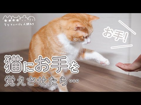 猫が4日でお手を覚えました