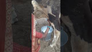 desi style cow milking by hand| village lifestyle| cow milking by hand| #ytshorts #cowmilkinghand