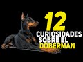 12 curiosidades sobre el Dóberman