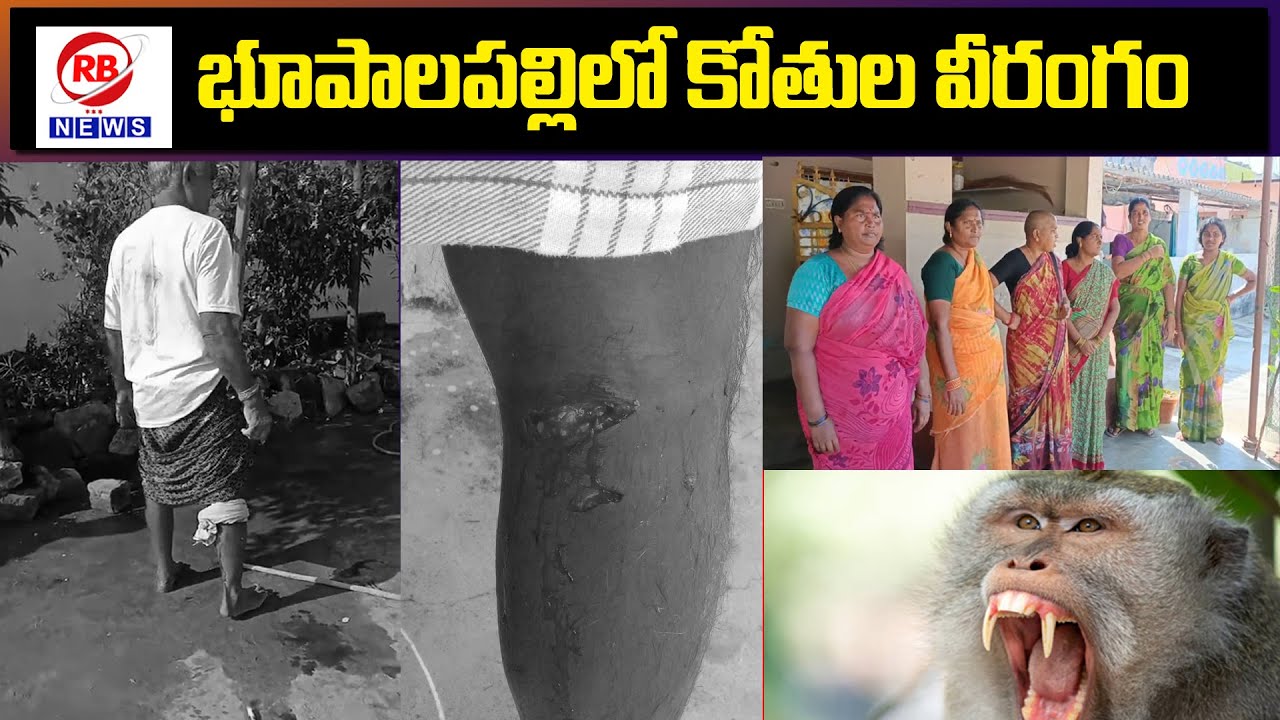 కోతుల దాడిలో వ్యక్తికి తీవ్రగాయాలు || Man seriously injured in monkey ...