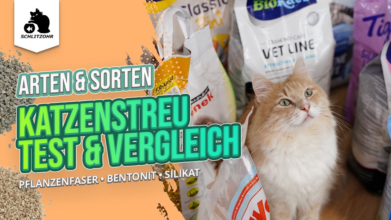 Was ist das beste Katzenstreu?
