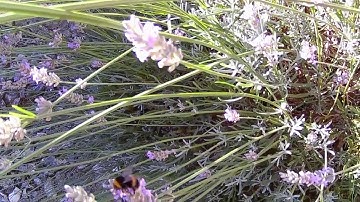 Polaroid cube plus - Bees and flowers - slow motion with music