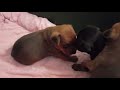Щенки цвергпинчера, 3 недели / Miniature Pinscher puppies, 3 weeks