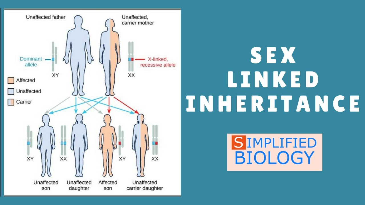 Sex Linked Inheritance For Neet Aiims Jipmer Mcat Aipmt Premed