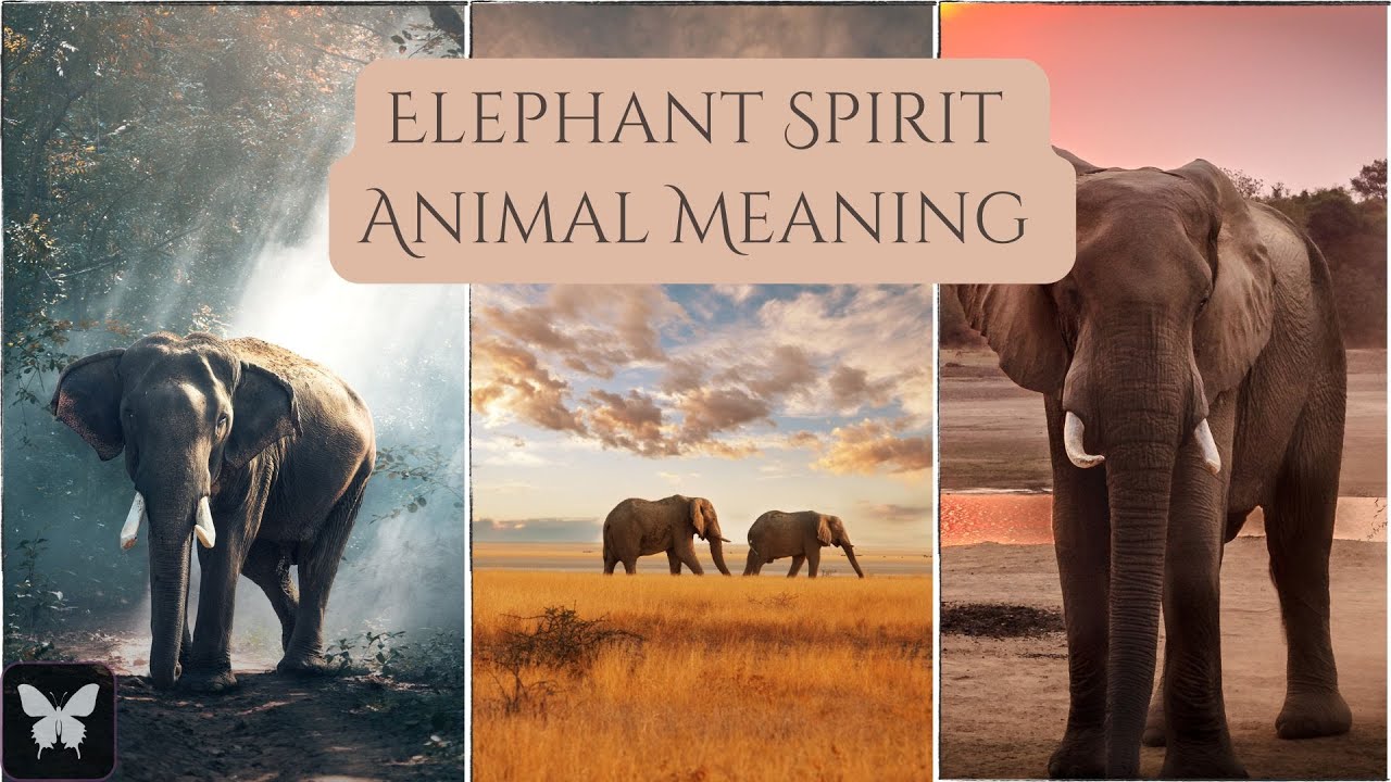 Elephant Spirit Animal Meaning & Symbolism, where we explore.....