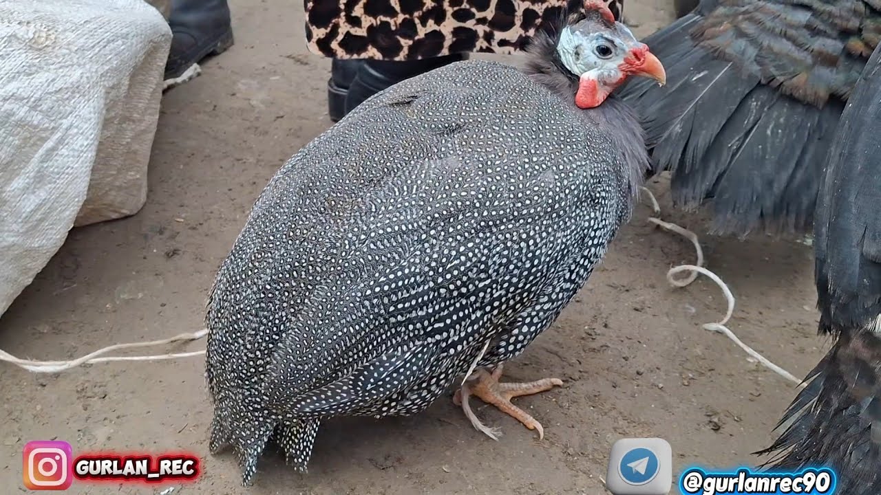 ГУРЛАН 1-ФЕВРАЛЬ ТАВУҚ БОЗОРИ 🦆🐔🦚🐓🐇🪿🕊СЕСАРКАХАМ ТУШДИ