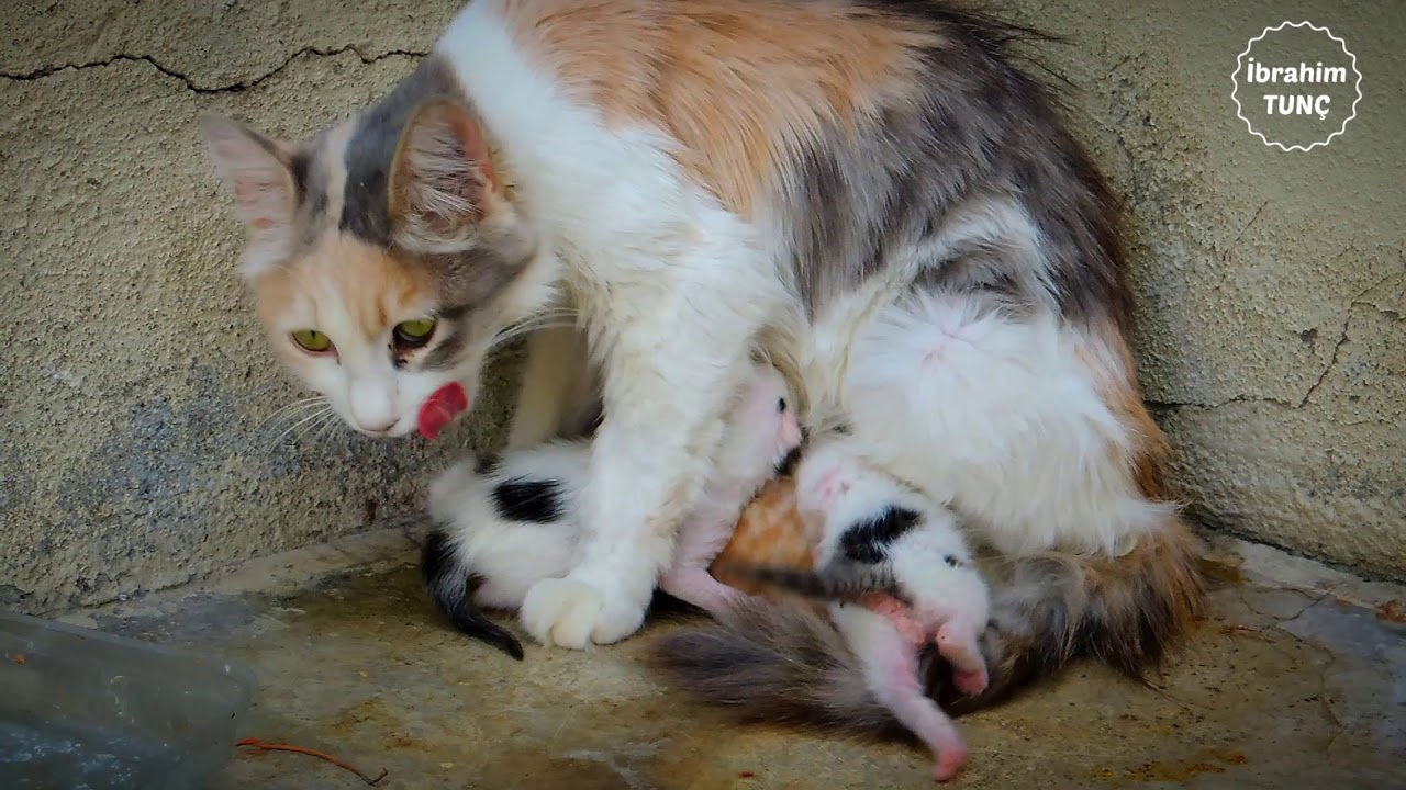 Yeni Dogum Yapmis Anne Kedi Yavrularini Temizliyor Youtube