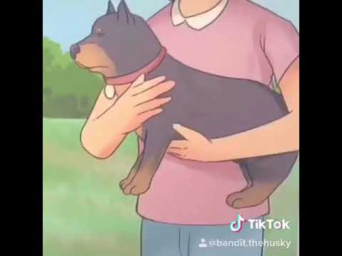 how-to-make-a-dog-love-you-meme