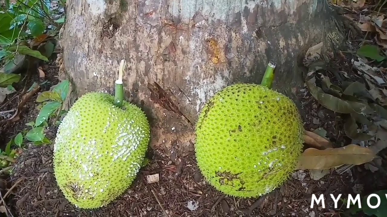 Panen buah unik khas Sulawesi tengah 