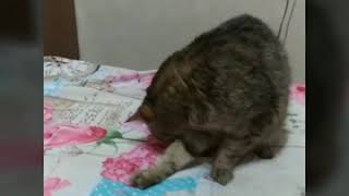 Старый кот играет как котенок! Игривый кот! Старый кот играет как котенок! Игривый кот!
