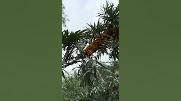 Что это за плоды, чем они полезны?