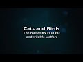 *Cats and Birds* The Role of RVTs in Cat and Wildlife Welfare