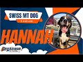 Amazing transformation | 11 mth Swiss Mt Dog Hannah | 2 Wk B&T | Cinci dog trainers off leash