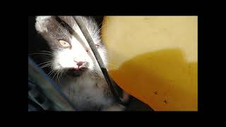 Stu the kitten. Stuck in a riding mower.