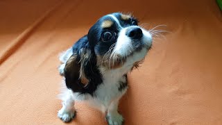 Cute Barking, growling Puppy  Cavalier King Charles Spaniel