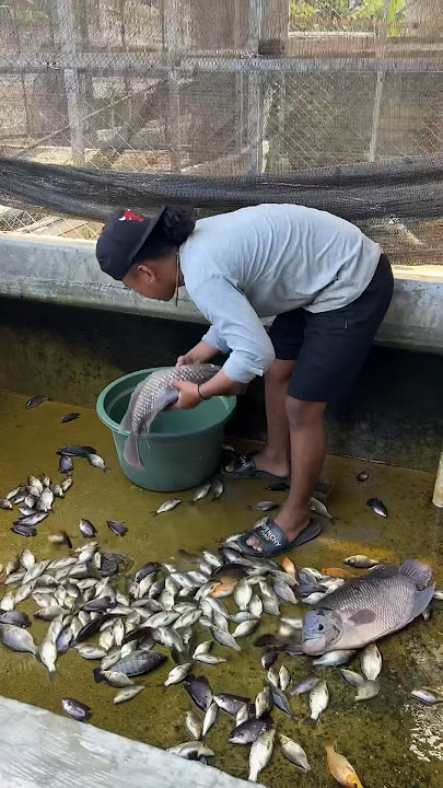 300 fish have grown big for 4 months without changing the pond water🤤 #662 #KOOKIKO