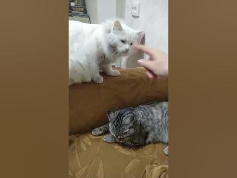 Снежа на манеже! - YouTube