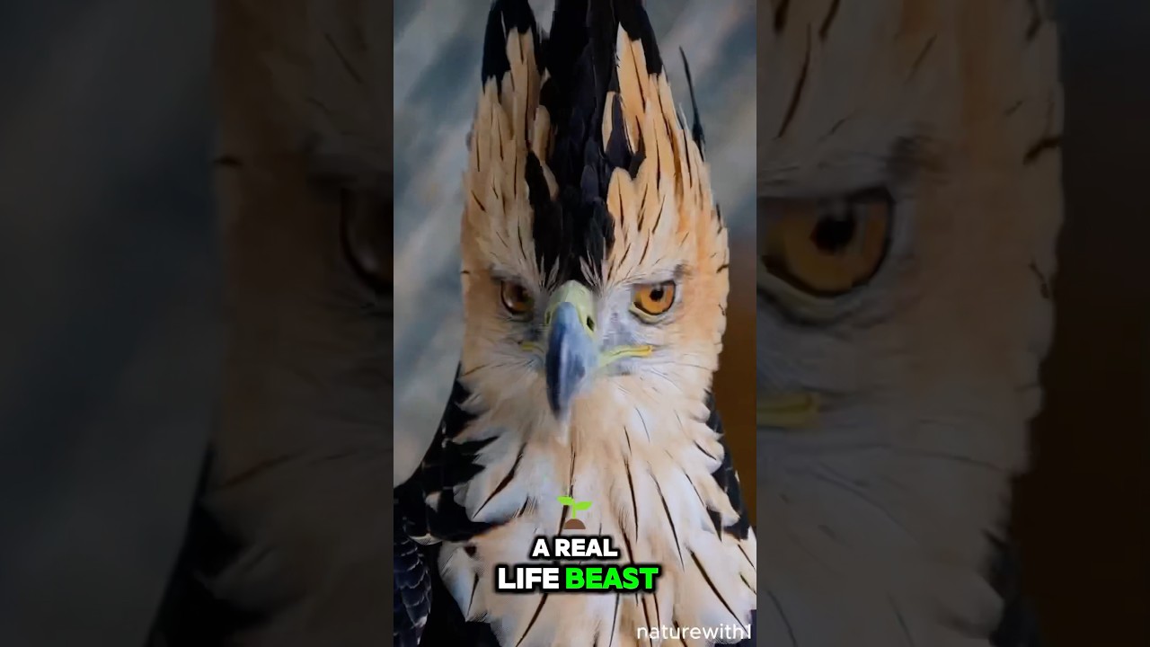 Harpy eagles are so weird 🫣😍 