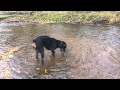 Rottweiler caught a salmon