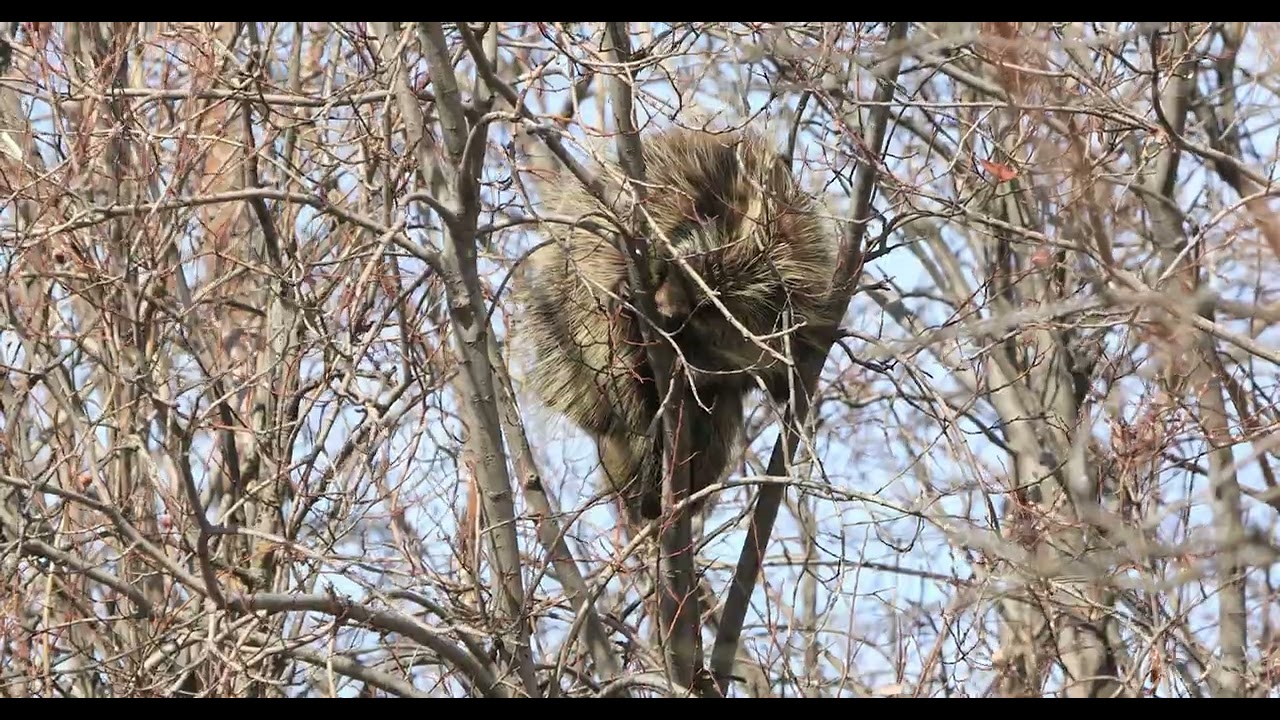Porcupine in a tree eating bark in 4k YouTube