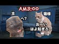 【猫ミーム】猫を飼うとこうなるという、いたって幸せなお話。