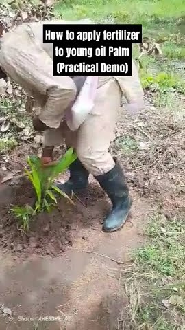 Demo Praktis Cara Pemberian Pupuk pada Kelapa Sawit Muda #kelapasawit #minyaksawit #perkebunankelapasawit