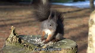 Forest _ Cute Red Squirrel Enjoying a feed