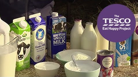 Magnificent Milk: products and varieties