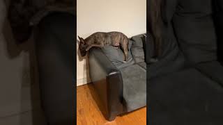 Mini Bull Terrier Excited Her Human Is Home