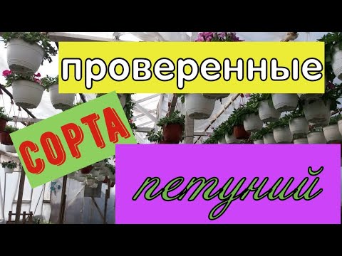 Обзор семян кустовых петуний, которые мы сеем в сезоне 2020