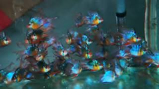 Blue German balloon longfin ram
